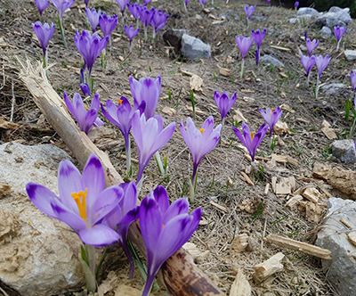 Luksuzne koce na Veliki planini: družinske pocitnice