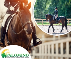 Konjeniški klub Palomino: šola jahanja