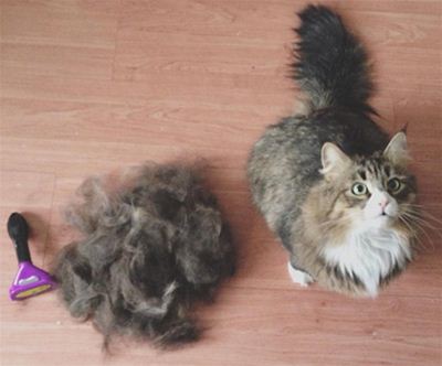 FURminator