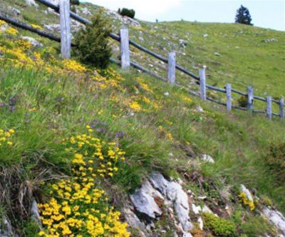 Mozirski gaj, Alpski vrt, vzpon z nihalko na Golte!