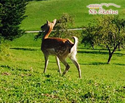 3-dnevna pustolovšcina v naravi na posestvu Na škaluc