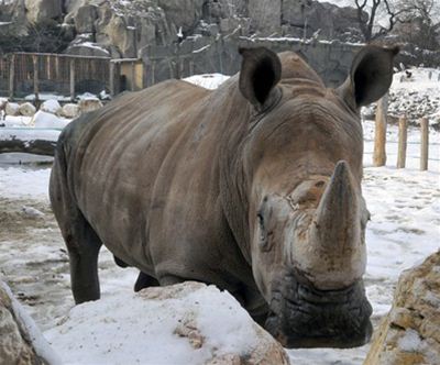 Budimpešta ZOO