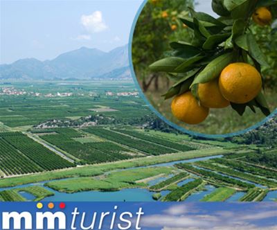 Edinstven izlet v dolino Neretve z obiranjem mandarin