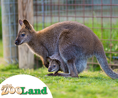 Mini ZOO Land, otroci