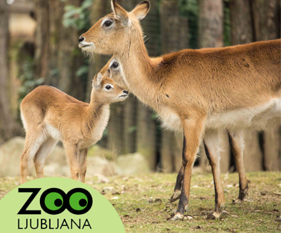 ZOO Ljubljana za družine