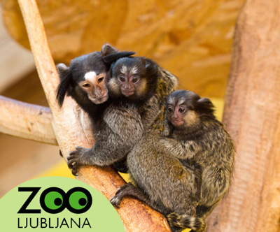 Celodnevna vstopnica za ZOO Ljubljana