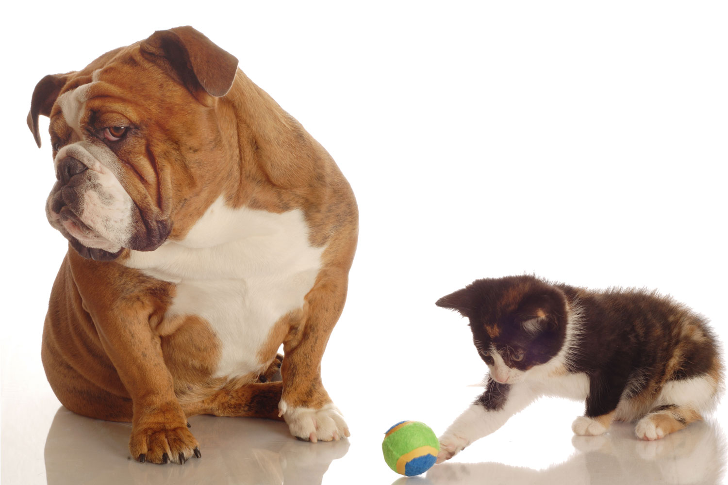 Krtaca/sesalnik 2 v 1 Shed Pal