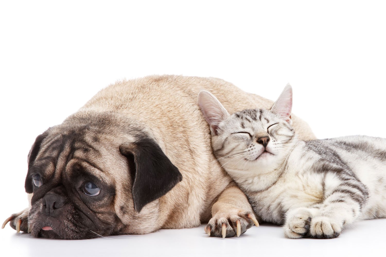 Krtaca/sesalnik 2 v 1 Shed Pal