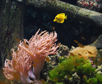 Akvarij SeaLife in obisk rajske plaže z goHolidays!