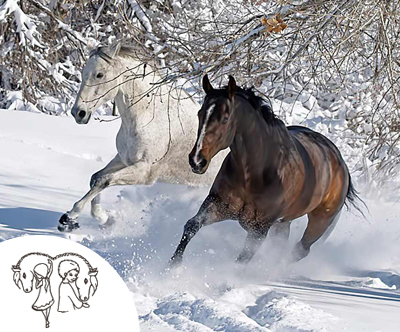 Skijoring - vleka smučarja s konjem