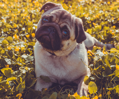 7-dnevno varstvo psa v pasjem hotelu Zlate tacke 