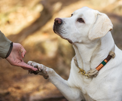 7-dnevno varstvo psa v pasjem hotelu Zlate tacke 