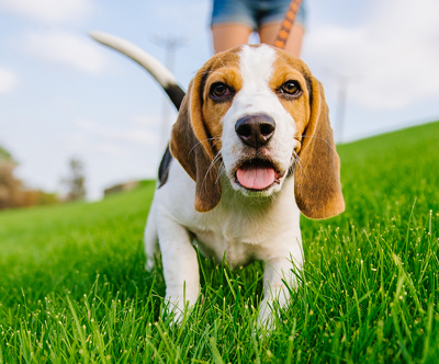 7-dnevno varstvo psa v pasjem hotelu Zlate tacke 