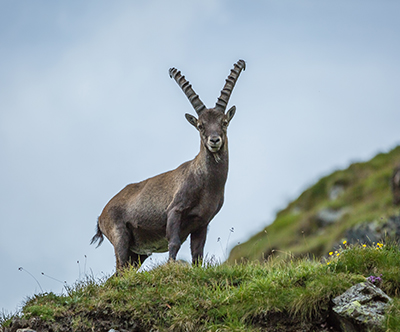 M&M turist: alpska gorska cesta Grossglockner