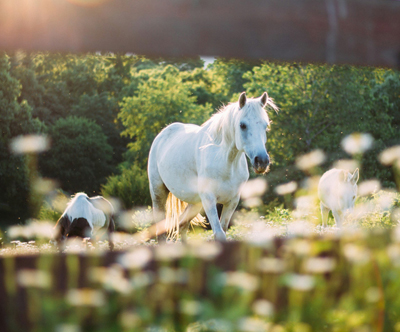 Equestin šola dresurnega jahanja, poletni jahalni tabor