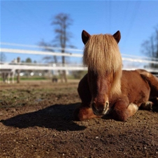 Equestin šola dresurnega jahanja, jahalni tabor