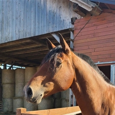 Equestin šola dresurnega jahanja, jahalni tabor