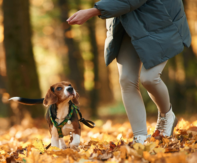 Pasja spominska knjiga: Moja pasja spominska knjiga
