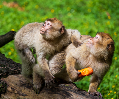 M&M turist: Maltatal in Opičja gora, izlet M&M turist: Maltatal in Opičja gora, izlet