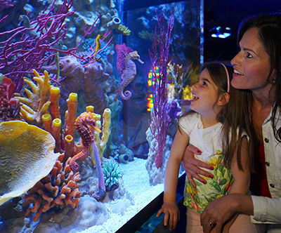 Zabaviščni park Gardaland in Sea Life: vstopnica