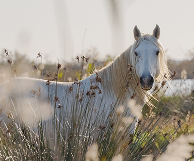 M&M Turist: 4-dnevni izlt v Provanso