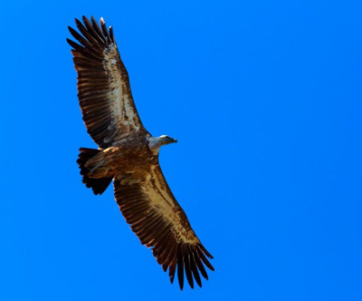 Pansion Tramontana: kosilo, vstopnica za Center Beli