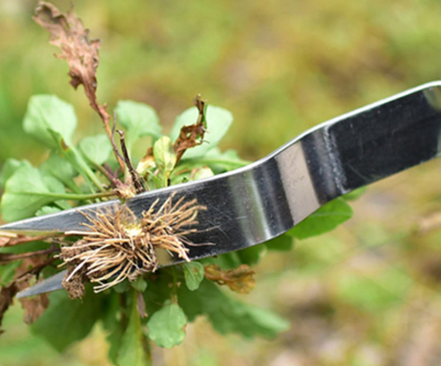 Vsestranski odstranjevalnik plevela Weedy
