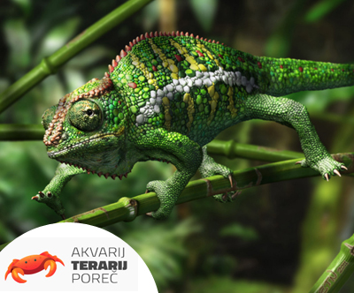 Akvarij & Terarij Porec, vstopnica za odrasle