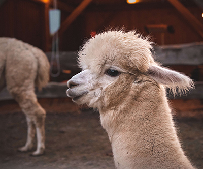 Alpaka Land, oddih s piknikom med alpakami