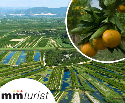 M & M turist: dolina Neretve, obiranje mandarin