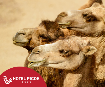 Edinstven 3-dnevni paket za 2 osebi v Hotelu Picok 4*