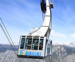 vogel