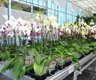 Cudovite orhideje in velikonocne remenke z goHolidays!