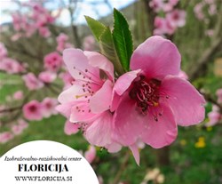 Floricija
